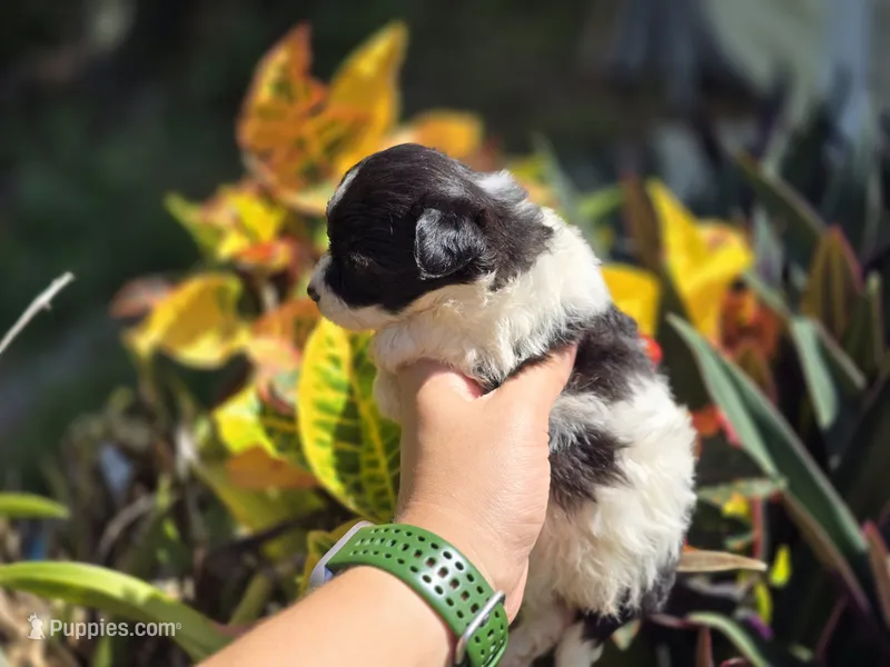 China – Poodle - Toy , Shiranian puppy for sale in Naples, FL