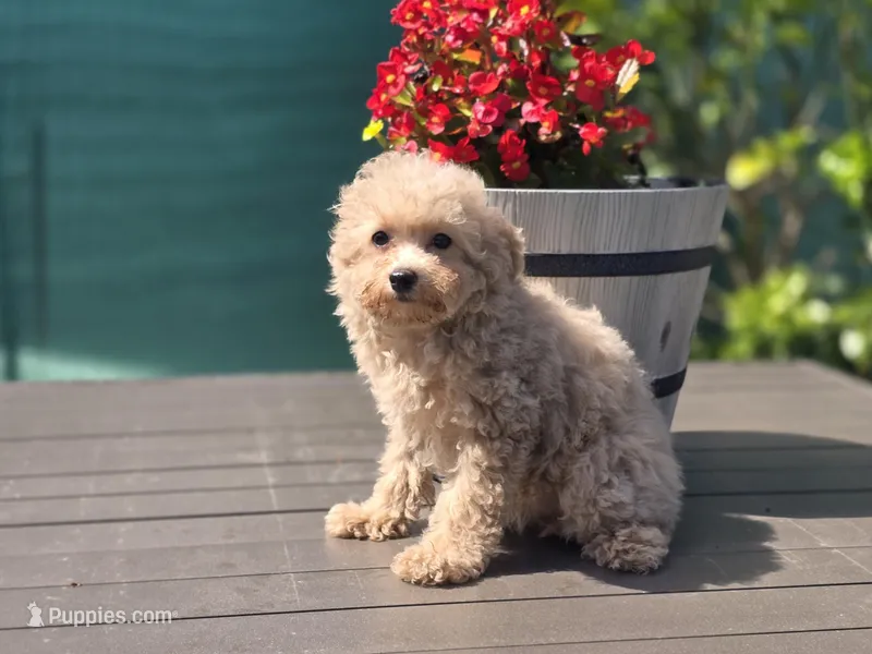 Tiny Vivi – Poodle - Toy  puppy for sale in Naples, FL