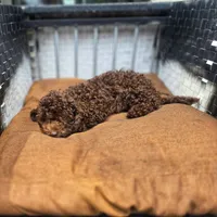 Coco, a male Poodle - Toy  for sale in Naples, FL – 3 of 5