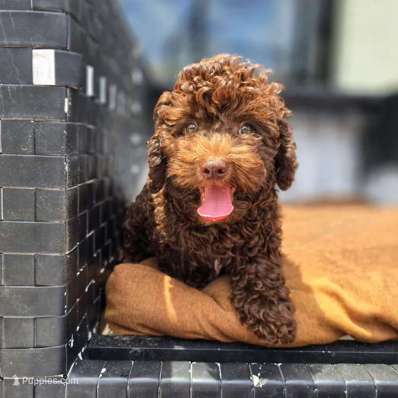 Coco – Poodle - Toy  puppy for sale in Naples, FL