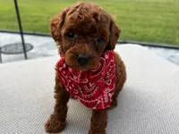 Puppy 5 , a male Poodle - Toy  for sale in Naples, FL – 2 of 3