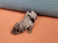 Presley, a male Poodle - Toy  for sale in Naples, FL – 2 of 3