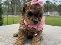 Sassy, a female Poodle - Toy  for sale in Naples, FL – 2 of 3