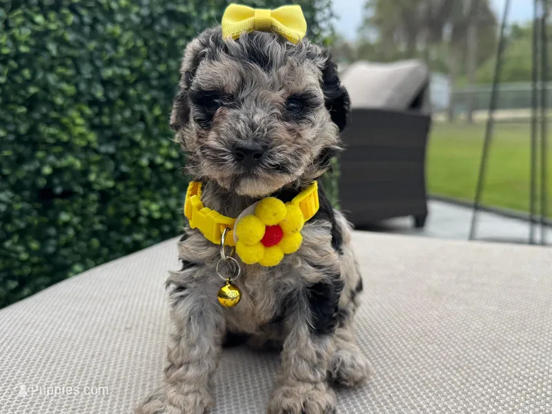 Susie  – Poodle - Toy  puppy for sale in Naples, FL