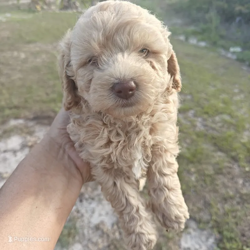 Lia – Poodle - Toy  puppy for sale in Naples, FL