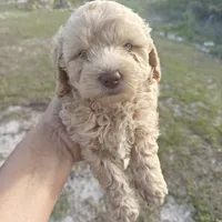 Lia, a female Poodle - Toy  for sale in Naples, FL – 1 of 3