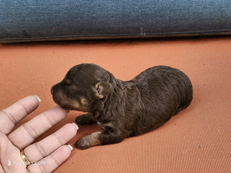 Tinkerbell  – Poodle - Toy  puppy for sale in Naples, FL