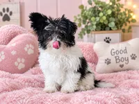 Teacup Phoebe , a female Poodle - Toy  and Shiranian for sale in Lehigh Acres, FL – 2 of 2