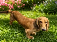 Kai, a male Miniature Dachshund for sale in Lehigh Acres, FL – 2 of 2