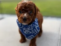 Puppy 4, a male Poodle - Toy  for sale in Naples, FL – 3 of 3