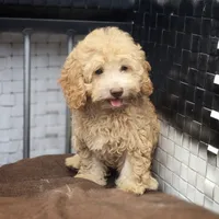 Lia, a female Poodle - Toy  for sale in Naples, FL – 3 of 5