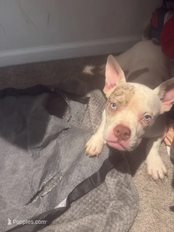 Chloe  – American Bully puppy for sale in Columbia, SC