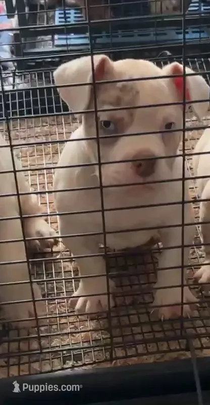 Chloe  – American Bully puppy for sale in Columbia, SC