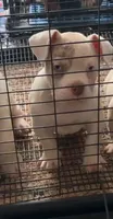 Chloe , a female American Bully for sale in Columbia, SC – 2 of 3
