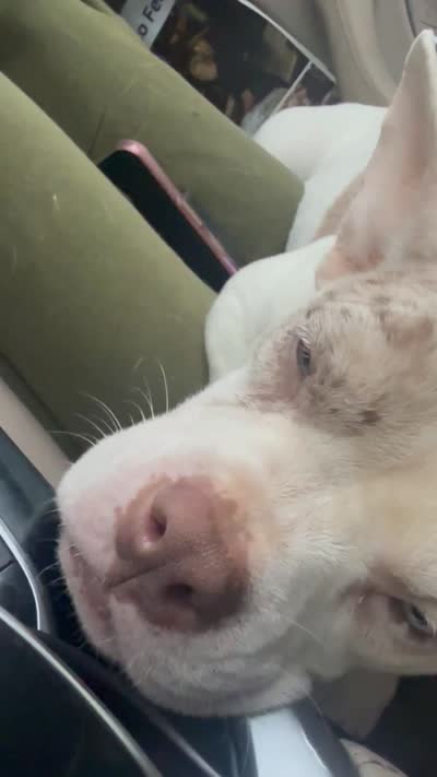 Chloe , a female American Bully for sale in Columbia, SC – 3 of 3