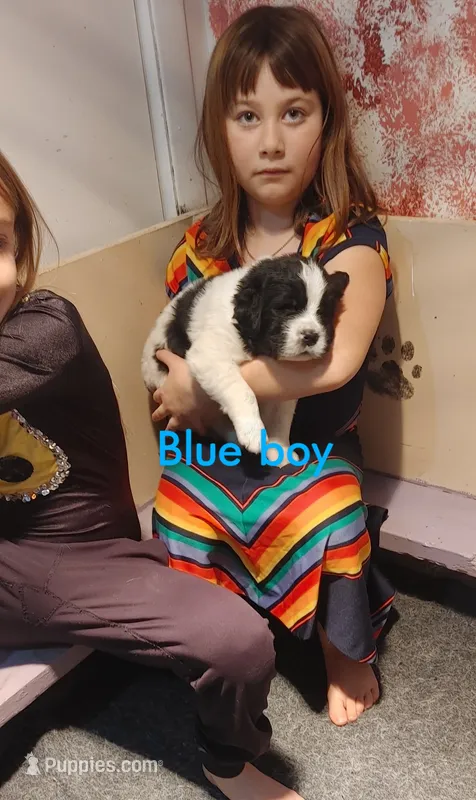 Blue boy
