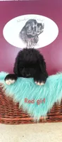 Red girl, a female Newfoundland for sale in Sauquoit, NY – Photo 5 of 8