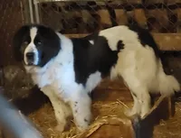 Red girl, a female Newfoundland for sale in Sauquoit, NY – Photo 3 of 8