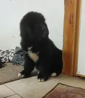 Red girl, a female Newfoundland for sale in Sauquoit, NY – Photo 1 of 8