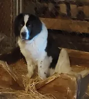 Red girl, a female Newfoundland for sale in Sauquoit, NY – Photo 7 of 8