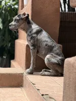 Blueyyy , a female Great Dane and Cane Corso for sale in Los Angeles, CA – 2 of 5
