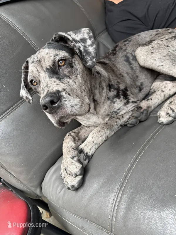 Blueyyy  – Great Dane, Cane Corso puppy for sale in Los Angeles, CA
