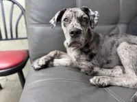 Blueyyy , a female Great Dane and Cane Corso for sale in Los Angeles, CA – 5 of 5