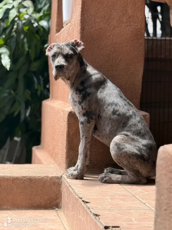 Blueyyy  – Great Dane, Cane Corso puppy for sale in Los Angeles, CA