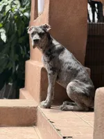 Blueyyy , a female Great Dane and Cane Corso for sale in Los Angeles, CA – 4 of 5