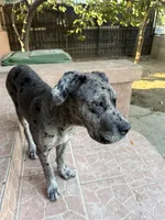 Blueyyy , a female Great Dane and Cane Corso for sale in Los Angeles, CA – 3 of 5