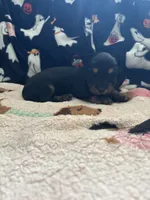 Toothless , a male Miniature Dachshund for sale in Punta Gorda, FL – 2 of 4