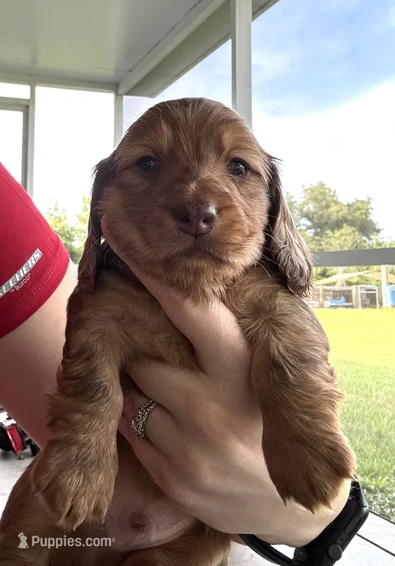Teddy  – Miniature Dachshund puppy for sale in Punta Gorda, FL