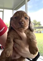 Teddy , a male Miniature Dachshund for sale in Punta Gorda, FL – 1 of 4