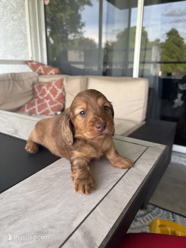 Teddy  – Miniature Dachshund puppy for sale in Punta Gorda, FL