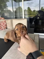 Teddy , a male Miniature Dachshund for sale in Punta Gorda, FL – 4 of 4