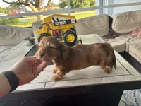 Teddy , a male Miniature Dachshund for sale in Punta Gorda, FL – 3 of 4