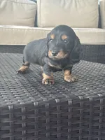 Toothless , a male Miniature Dachshund for sale in Punta Gorda, FL – 4 of 4