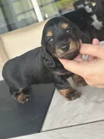 Toothless , a male Miniature Dachshund for sale in Punta Gorda, FL – 1 of 4