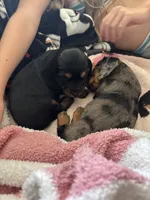 Toothless , a male Miniature Dachshund for sale in Punta Gorda, FL – 3 of 4