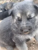 German Shepard puppy, a female German Shepherd Dog for sale in Oxford, NC – Photo 2 of 3