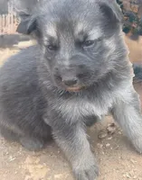 German Shepard puppy, a female German Shepherd Dog for sale in Oxford, NC – Photo 3 of 3