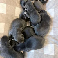 German Shepard , a female German Shepherd Dog for sale in Oxford, NC – Photo 3 of 10