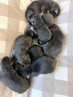 German Shepard , a female German Shepherd Dog for sale in Oxford, NC – Photo 3 of 10