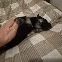 German Shepard , a female German Shepherd Dog for sale in Oxford, NC – Photo 6 of 10