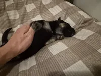 German Shepard , a female German Shepherd Dog for sale in Oxford, NC – Photo 6 of 10