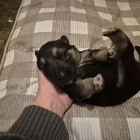 German Shepard , a female German Shepherd Dog for sale in Oxford, NC – Photo 10 of 10
