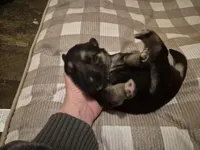 German Shepard , a female German Shepherd Dog for sale in Oxford, NC – Photo 10 of 10