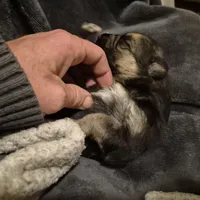 German Shepard , a female German Shepherd Dog for sale in Oxford, NC – Photo 9 of 10