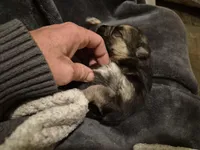 German Shepard , a female German Shepherd Dog for sale in Oxford, NC – Photo 9 of 10