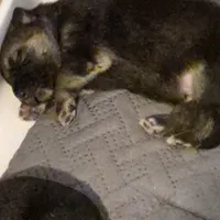 German Shepard , a female German Shepherd Dog for sale in Oxford, NC – Photo 4 of 10